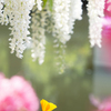 お花たちの朝