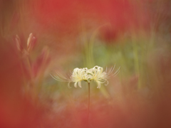 白花曼珠沙華