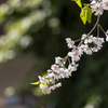 桜・・今戸神社