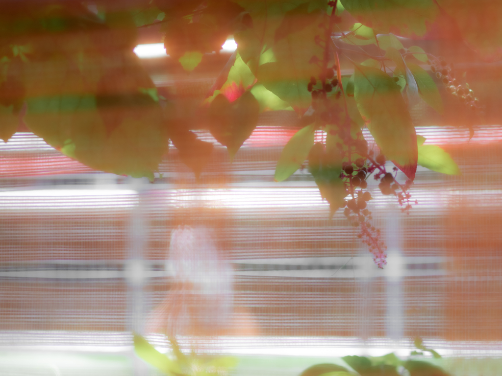 夏が行く