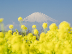 一足早く春の色