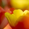 Yellow Tulip