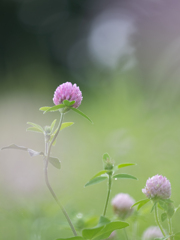 Red clover