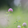 Red clover