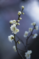 春告草