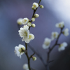春告草