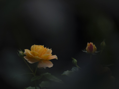 バラ・・　“万葉”