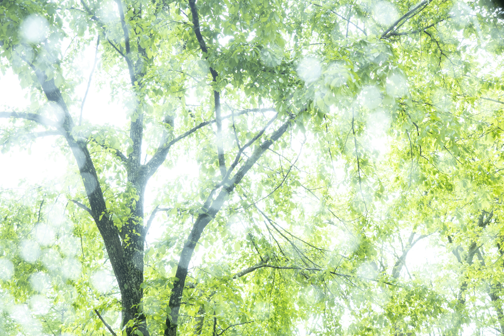 緑に降る雨