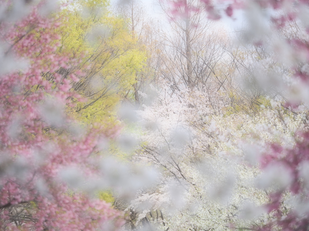 春の色・いろ