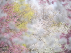 春の色・いろ