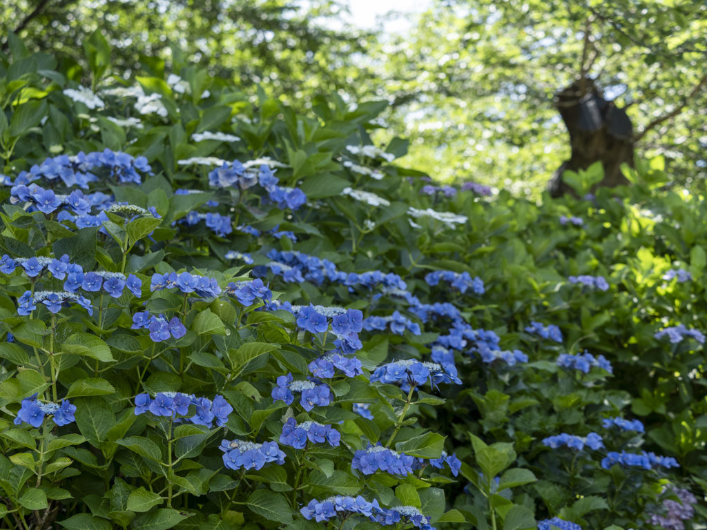 Blue Hydrangea