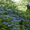 Blue Hydrangea