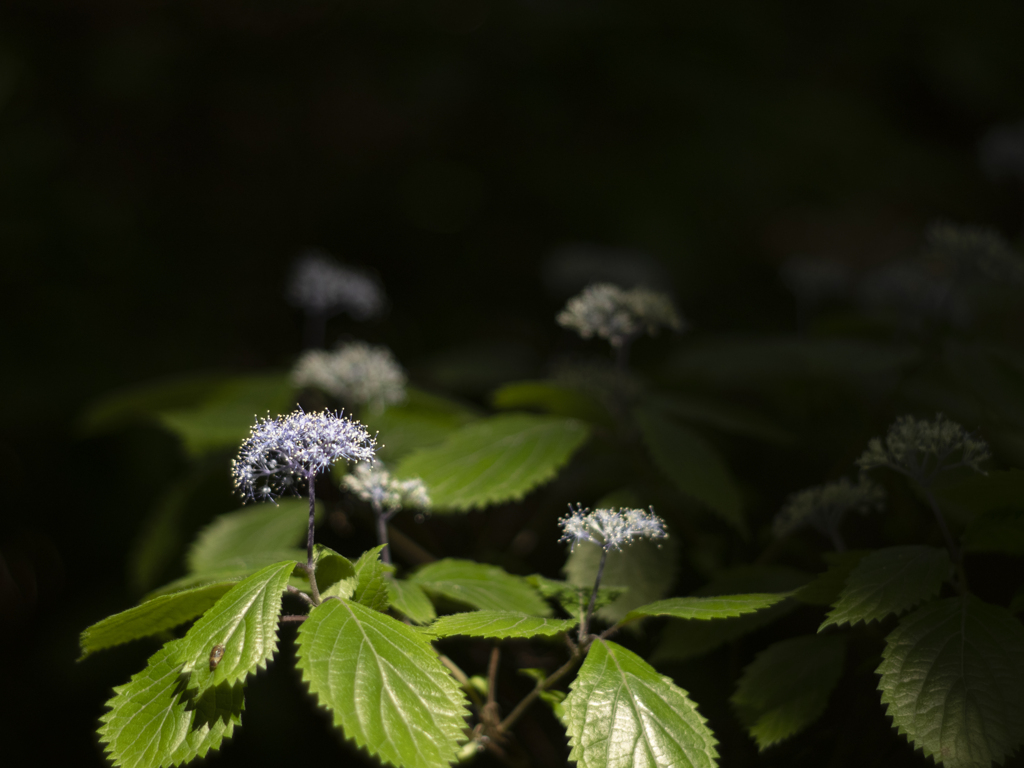 小紫陽花