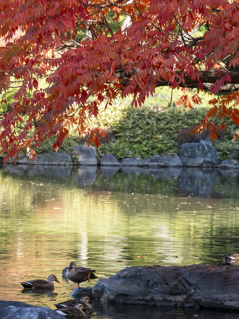 バランスカモさん再び