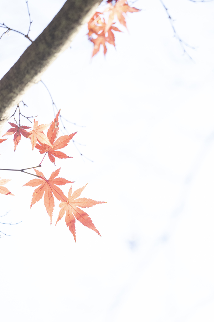 薄紅