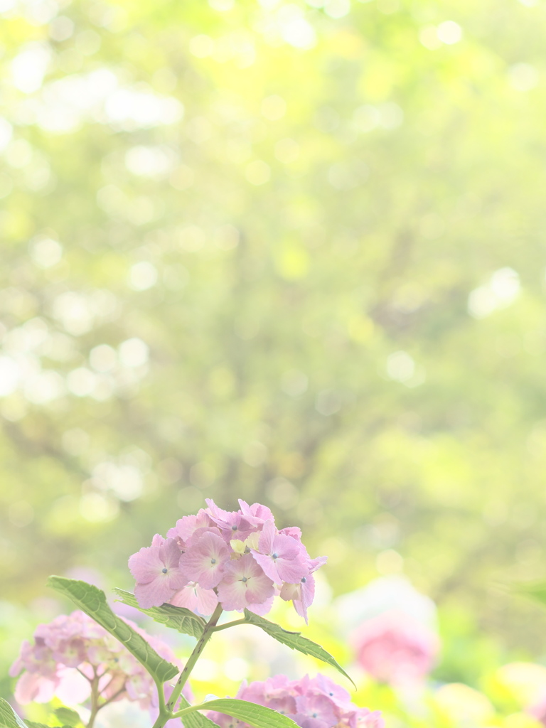 オールドレンズで
