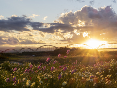 夕風に揺れる