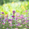 大好きな花