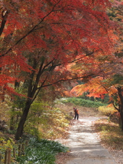 秋日和