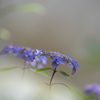 和の紫陽花