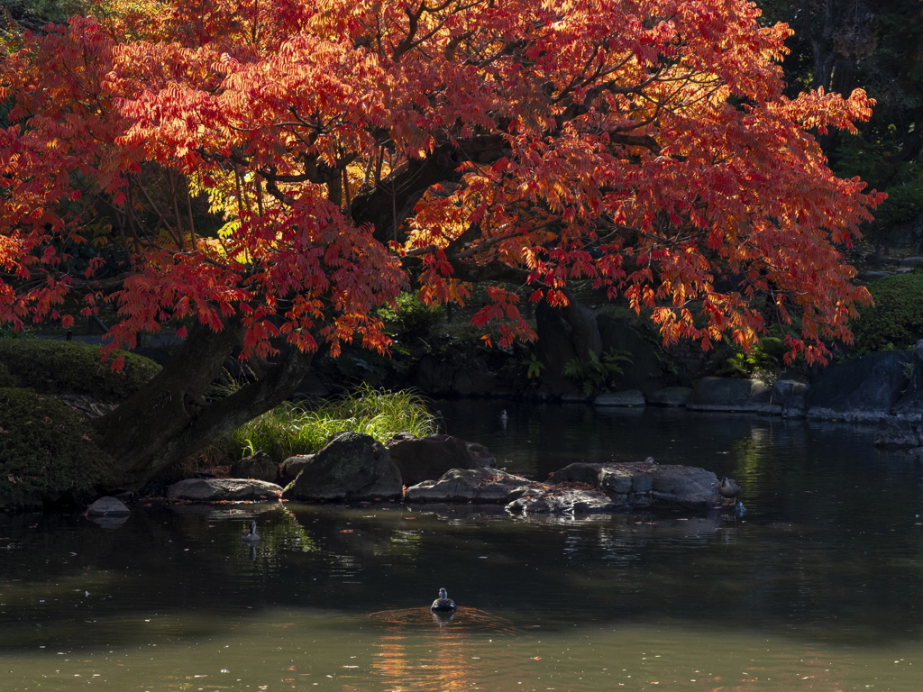 心字池の紅葉