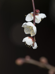 白梅香る