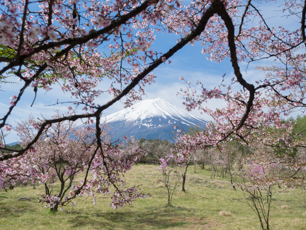 富士山キャッチャー