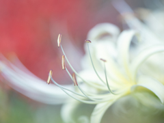 white cluster amaryllis