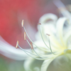 white cluster amaryllis