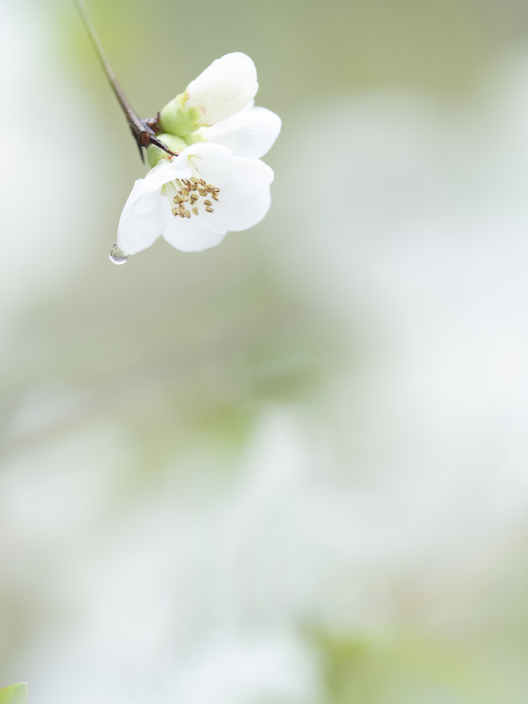 ひとしずく
