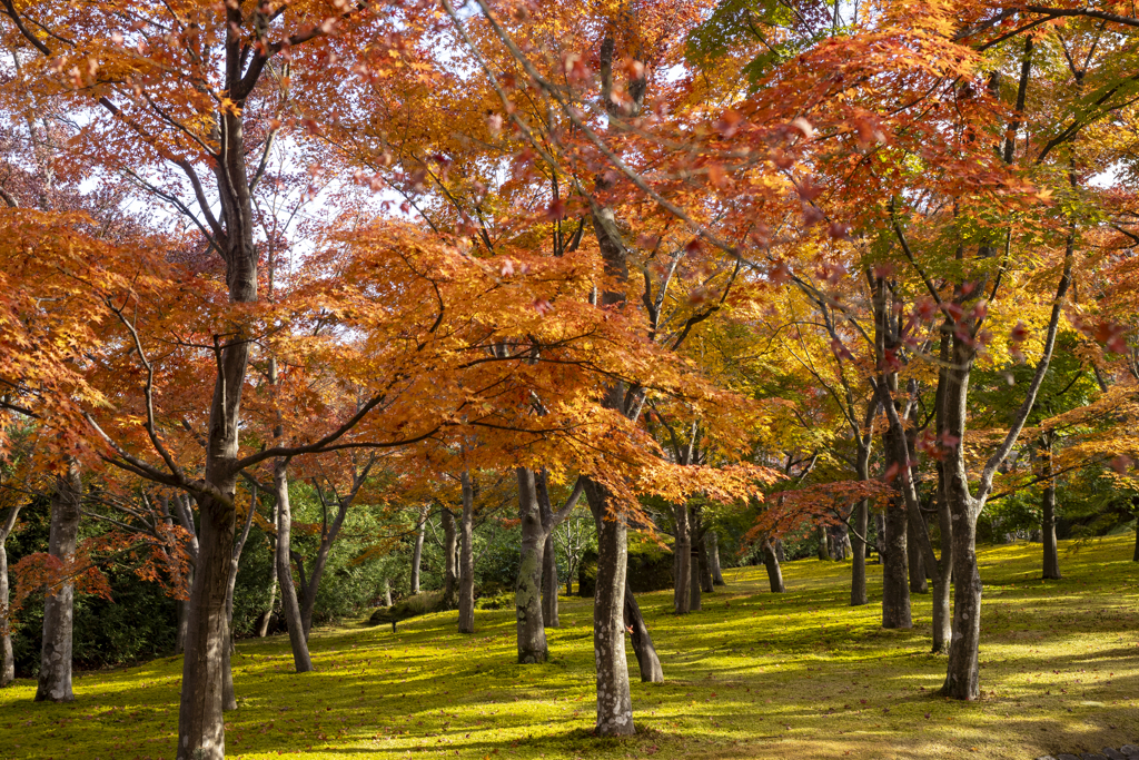 苔庭の紅葉