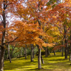 苔庭の紅葉