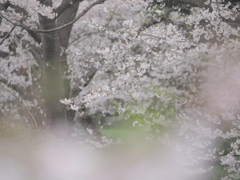 風も桜色