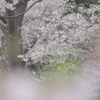 風も桜色