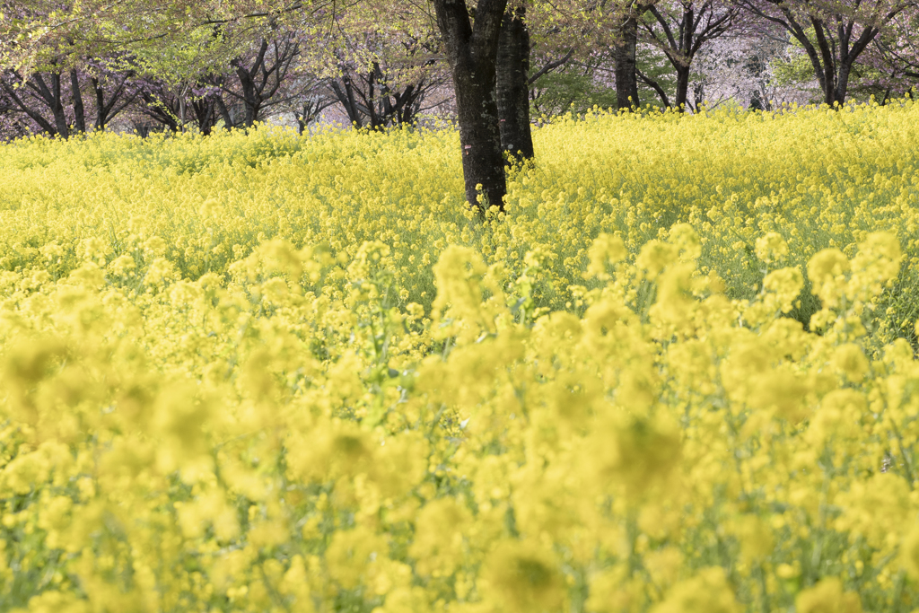 菜の花色