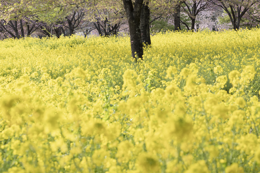 菜の花色