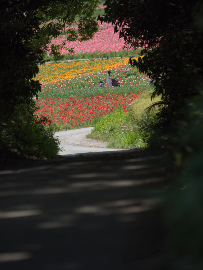 poppies！