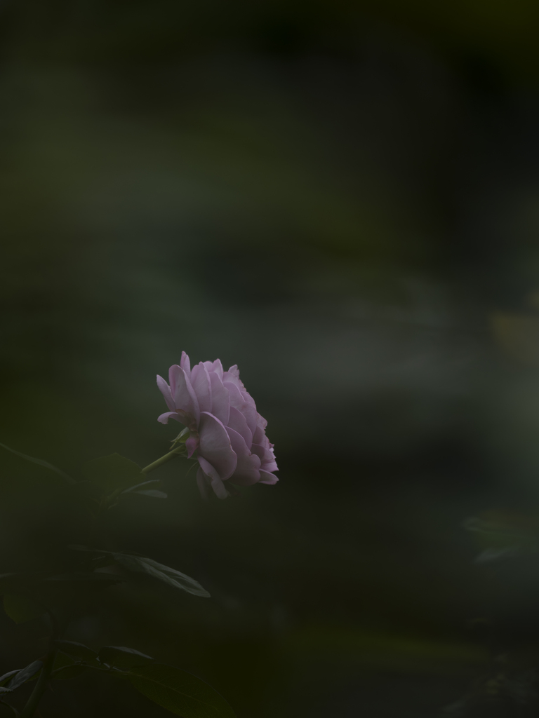 霧雨の庭園で