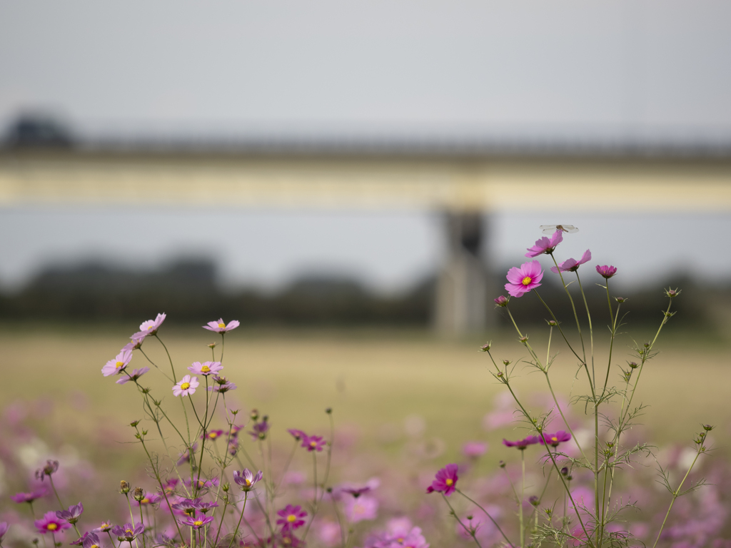 この花とまれ