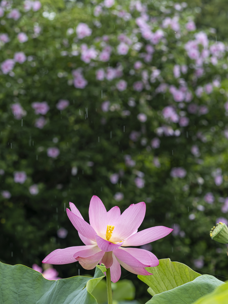 雨の朝