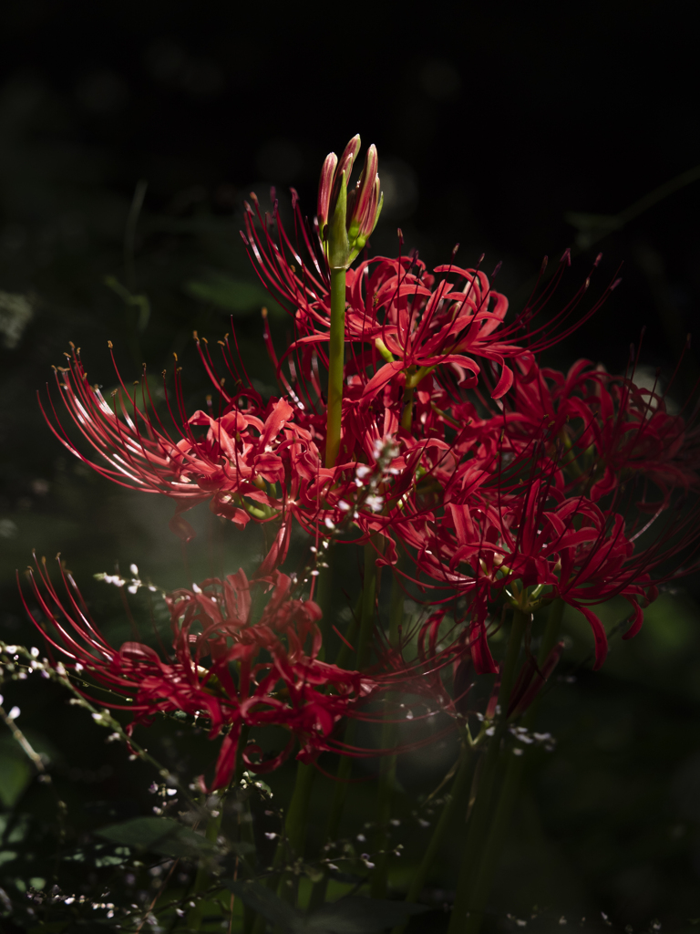 紅