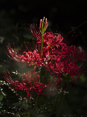 紅