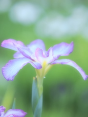 朝の菖蒲園で