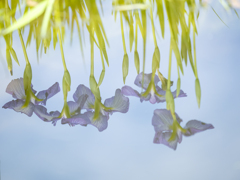 逆さ花しょうぶ