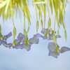 逆さ花しょうぶ