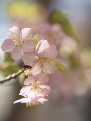 人気の桜