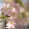 人気の桜