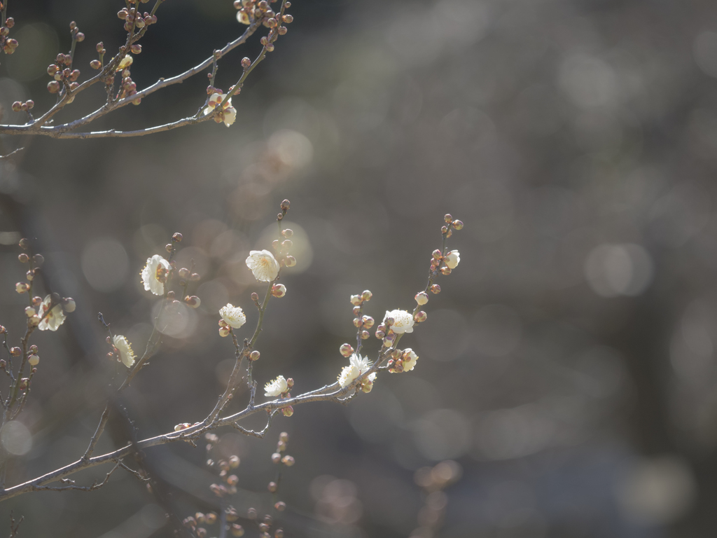 今年最初の梅の花を・・♪