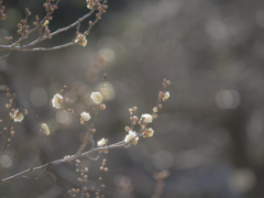 今年最初の梅の花を・・♪