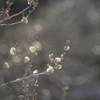 今年最初の梅の花を・・♪